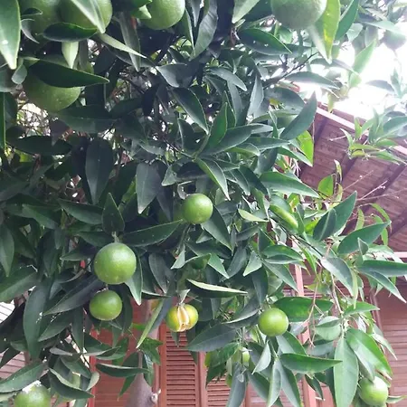 Prázdninový dům Oll Garden *